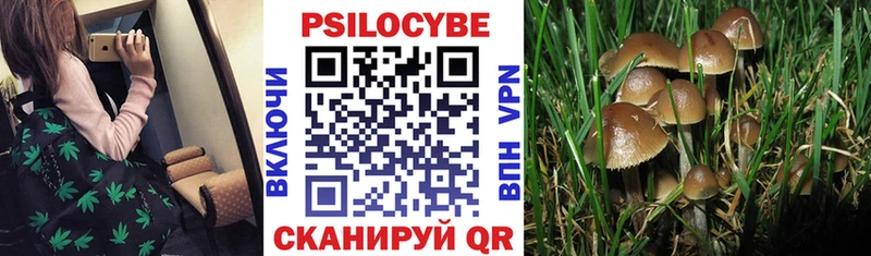 Галлюциногенные грибы Cubensis  где найти наркотики  kraken ONION  Судогда 